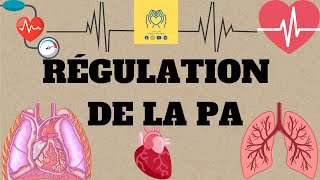 🩸🫀physiologie 2éme unité1  cour 4 🔺️La régulation de la pression artérielle 📚 [upl. by Siramay]