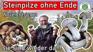 Steinpilze ohne Ende November 2023  Der Steinpilzwahnsinn geht weiter  Pilze sammeln [upl. by Mayor]