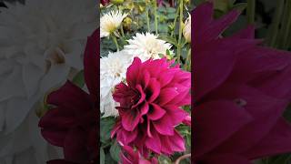 The Best Dahlias For Winter Gardening dahlias dahliacollections gardening [upl. by Yleve]