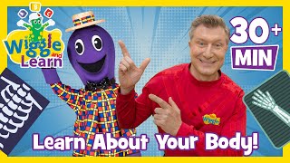 Learn About Your Body 🦵🧠👋🦴 Wiggle and Learn 📚 Educational Video for Toddlers with The Wiggles [upl. by Shirley]