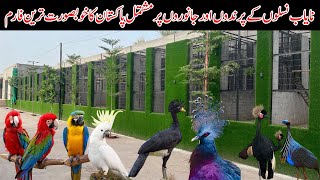 Biggest amp Beautiful Breeding Farm in Multan Pakistan  Parrots Farm  Ground Birds Farm Animals Farm [upl. by Eedissac]