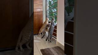 🐱🐱🐱 cat catlover catvideos kerala godsowncountry inhariharnagar evergreenhits friends love [upl. by Einahteb]