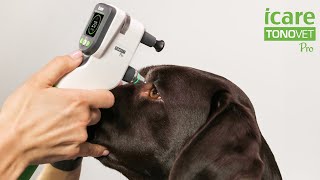 The new premium tonometer iCare TONOVET Pro [upl. by Ahsineb530]