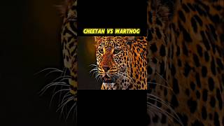 Cheetah vs warthog Big fight in Short filmanimalstrendingcheetahwarthogwildlife [upl. by Aleel]