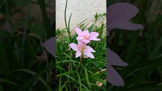 Zephyranthes carinatarose pink lily [upl. by Holmun]