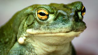 Desert Toad Facts the Colorado River Toad 🐸 Animal Fact Files [upl. by Chev]