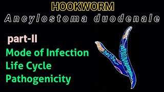 Hookworm Ancylostoma duodenaleMode of Infection Life Cycle and Pathogenicity  AM Biologie Notes [upl. by Torbert]