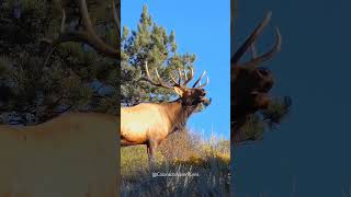 Bull Elk Bugling in Estes Park Colorado [upl. by Brandtr691]