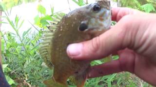 Waxworms are the Key For Panfish [upl. by Aianat]