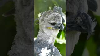 The Majestic Harpy Eagle [upl. by Brant306]