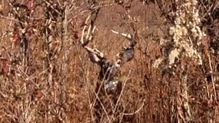 10 Deer Down  Tennessee Deer Season 201213 [upl. by Atterahs]