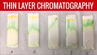 THIN LAYER CHROMATOGRAPHY TLC PRINCIPLE MATERIAL METHOD SEPARATION OF PLANT PIGMENTS CHLOROPHYLL [upl. by Einotna]