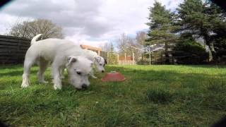 Parson Russell Terrier vs Quadcopter [upl. by Lleunamme]