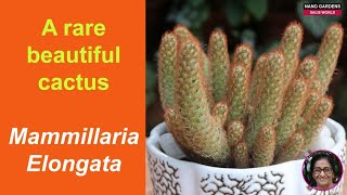 A rare beautiful cactus Mammillaria Elongata [upl. by Repsac]