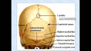 Norma occipitalis of the skull [upl. by Kendry42]