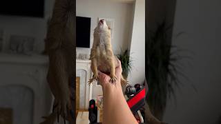 Prairie Dog WAHOO in my hand 🥹 prairiedog cute funny trending animals trendingshorts [upl. by Crawley]