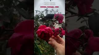 Роза Генри Келси Розы моего сада 51121 Henry Kelsey Rosein my garden November 5 2021 shorts [upl. by Haleemak]