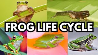 Frog Life Cycle  How Tadpole Transforms Into A Frog  Life Cycle of Frog  Metamorphosis  Science [upl. by Oelak649]