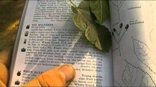 Foraging Edible Plants  Red Mulberry  Wild Food [upl. by Greene]