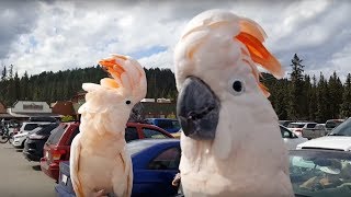 Hilarious cockatoos have a party in the parking lot [upl. by Arriet148]