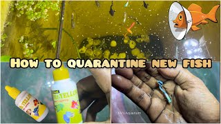 💯HOW TO QUARANTINE NEW AQUARIUM FISH🤩  IMPORTANCE OF QUARANTINING FISH🐠 NEW GUPPY FISH tamil [upl. by Gabbi803]