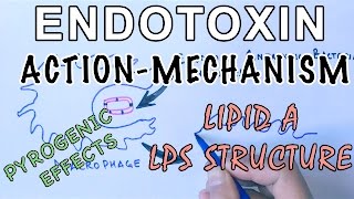 Mechanism of Endotoxins  Pyrogen Activation amp LPS Structure [upl. by Yzmar]