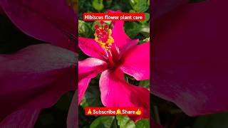 Hibiscus flower plant care shorts viralvideo gardening hibiscusflower plantcare flowers [upl. by Ardaid]