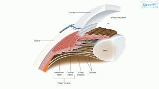 ciliary body [upl. by Ewan]