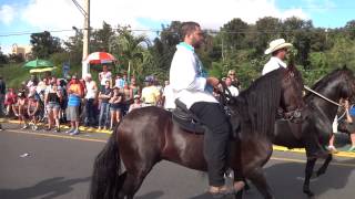 Paso Fino Horses Caballos de Paso Fino [upl. by Leahci]