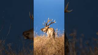 Tomales Point Wildlife  wildlifephotography hiking elk deer photography animals california [upl. by Jacob]