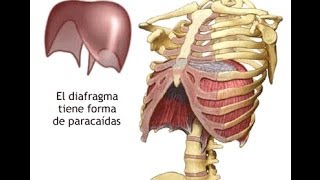 La respiración abdominal [upl. by Luing]