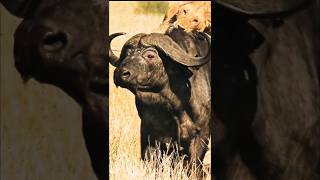 quotBrave Buffalo Defies Lions to Rescue Her Friends  Epic Wildlife Rescuequot [upl. by Eimarej]