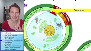 Mitosis 4 Prophase and prometaphase [upl. by Malia]