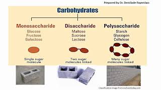 Chapter 21 Biological Molecules  Carbohydrates [upl. by Harlow]