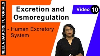 Excretion and Osmoregulation  NEET  Human Excretory System  Neela Bakore Tutorials [upl. by Rennerb]