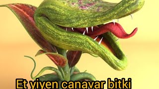 Etobur bitki venüs flytrap [upl. by Ifill208]