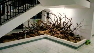 driftwood art projects hardscape paludarium [upl. by Harlie]