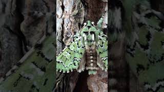 The Halloween Moth Feralia jocosa  Halloween Butterflies and Moths [upl. by Nolaj]