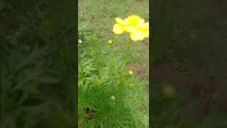 Khasmoskhasmos shortskhasmos reelsflowersodisha flowers [upl. by Bois]