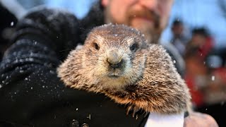 LIVE Punxsutawney Phil Makes 2022 Groundhog Day Prediction  NBC News [upl. by Lise]