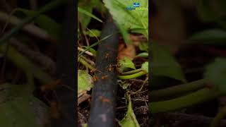 How to control Red Ant in Trees agriculture coconuttree farming [upl. by Lasley123]