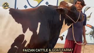 Ablak Beauty at Faizan Cattle and Goat Farm  Season 2025  Cattle Studio [upl. by Jairia]