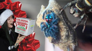 Merry CUTEmas Unwrapping T SELADONIA amp 6 JUMPING SPIDERS Phiddipus audax regius amp arizonensis [upl. by Suanne]