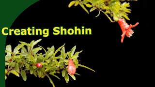 Creating a Pomegranate shohin bonsai [upl. by Eneleahs985]