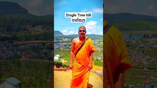 Single tree temple singletree shorts [upl. by Justinn595]