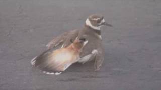 Killdeer  BrokenWing Display Boise Idaho [upl. by Freedman]