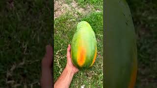 पपीता papaya fruit shortvideo harvesting ytshorts horticulture facts [upl. by Ailen]