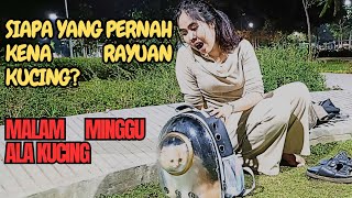 siapa yang pernah kena rayuan kucing malam Minggu bareng sopo catlover kucinglucu [upl. by Ahsiek]