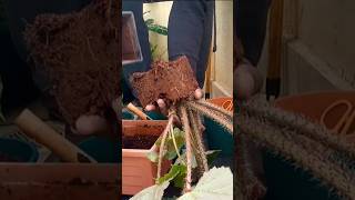 How to Grow a Begonia from Cuttings [upl. by Auric252]