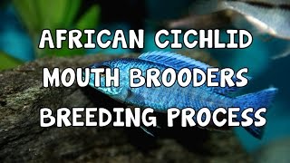 AFRICAN CICHLIDS│MOUTH BROODERS│BREEDING PROCESS [upl. by Dyana]